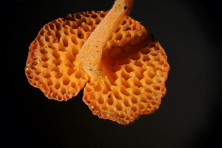 Dieser besonders attraktive kleine Holzpilz stammt ursprünglich aus den Tropen und gilt heutzutage in vielen Regionen der Welt als potenziell invasiver Neomycet. Er ist vermutlich mit Holzexporten aus Neuseeland nach Genua in Italien gelangt und anschliessend natürlicherweise bis ins Tessin gewandert, wo er 2015 erstmals gefunden wurde.