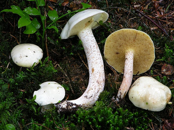 Der Elfenbeinröhrling bildet eine Wurzelsymbiose (Mykorrhiza) mit mehreren fünfnadeligen Kiefernarten und wurde wohl mit diesen zusammen in die Schweiz eingeschleppt. Man findet ihn besonders in Pärken, wo auch die Wirtsbäume (besonders Weymouth-Kiefer) gepflanzt wurden. Da er ebenso mit der heimischen Arve mykorrhizieren kann, kommt er besonders im Graubünden auch in natürlichen Waldgesellschaften vor. Der Elfenbeinröhrling zählt zu den wenigen eingeführten Speisepilzearten. 